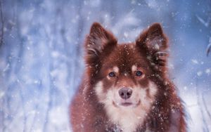 Превью обои финский лаппхунд, собака, питомец, снег