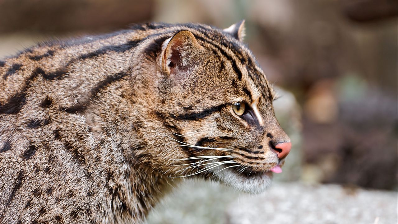 Обои fishing cat, кошка-рыболов, морда, язык, профиль, пятнистый, большая кошка