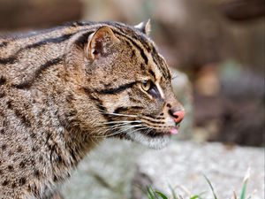 Превью обои fishing cat, кошка-рыболов, морда, язык, профиль, пятнистый, большая кошка