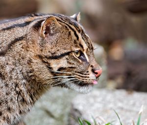 Превью обои fishing cat, кошка-рыболов, морда, язык, профиль, пятнистый, большая кошка