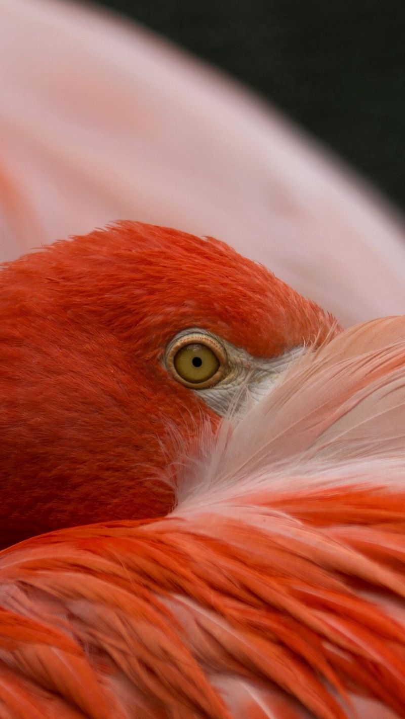 Фламинго глаза фото