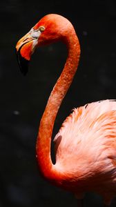 Превью обои фламинго, клюв, птица, розовый