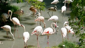 Превью обои фламинго, множество, птицы, вода, берег