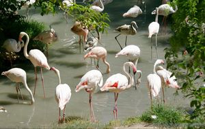 Превью обои фламинго, множество, птицы, вода, берег