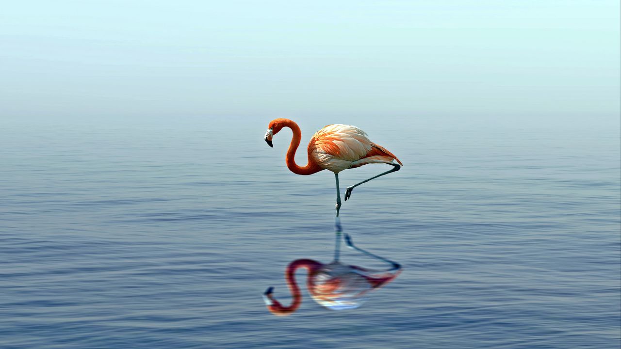 Обои фламинго, отражение, озеро, вода, птица, стоит