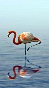 Превью обои фламинго, отражение, озеро, вода, птица, стоит