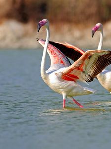 Превью обои фламинго, озеро, вода, птицы, большие, прогулка