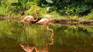 Превью обои фламинго, пара, прогулка, вода, деревья