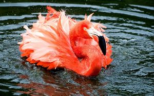 Превью обои фламинго, перья, озеро, река, плавать