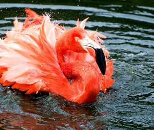 Превью обои фламинго, перья, озеро, река, плавать