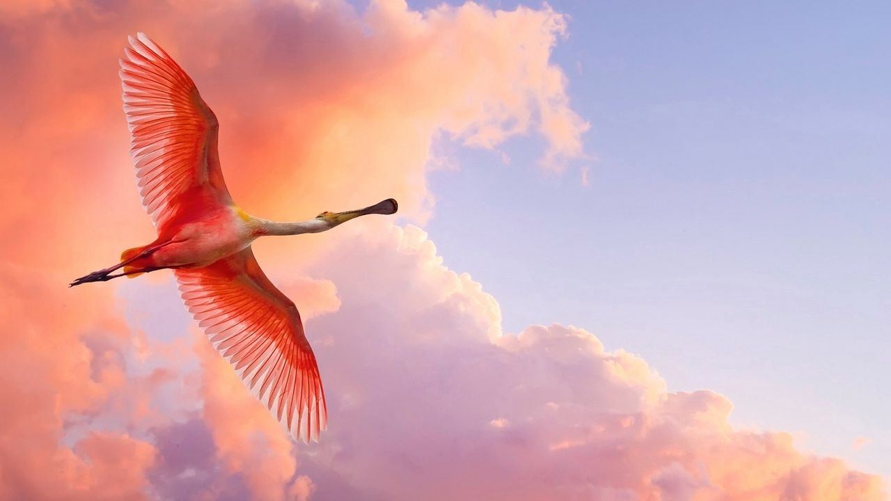 Обои фламинго, полет, птица, небо, облака