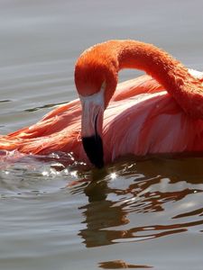 Превью обои фламинго, птица, вода, купание