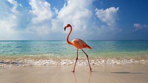 Превью обои фламинго, птица, берег, море