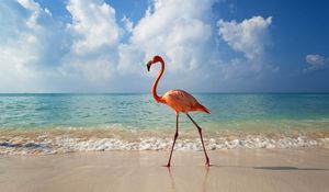 Превью обои фламинго, птица, берег, море