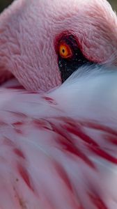 Превью обои фламинго, птица, глаз, перья, розовый
