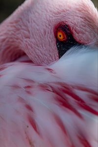 Превью обои фламинго, птица, глаз, перья, розовый