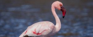 Превью обои фламинго, птица, клюв, вода, дикая природа