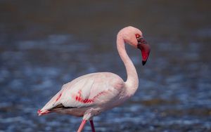 Превью обои фламинго, птица, клюв, вода, дикая природа
