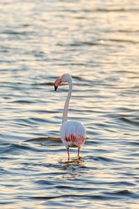 Превью обои фламинго, птица, море, рябь