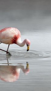 Превью обои фламинго, птица, озеро, река, вода, охота, оперение, окрас