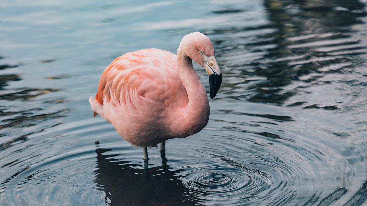 Обои фламинго, птица, вода