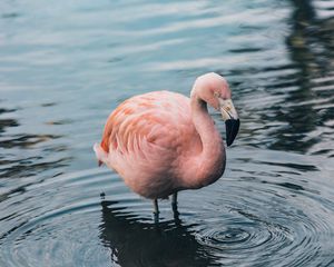 Превью обои фламинго, птица, вода