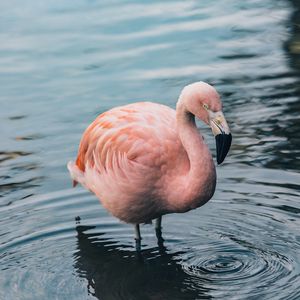 Превью обои фламинго, птица, вода
