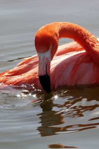 Превью обои фламинго, птица, вода, купание