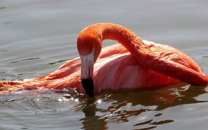 Превью обои фламинго, птица, вода, купание