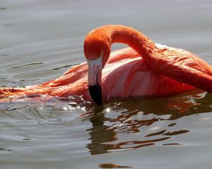 Превью обои фламинго, птица, вода, купание