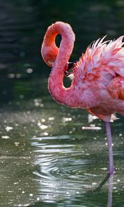 Превью обои фламинго, птица, вода, стоять