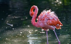 Превью обои фламинго, птица, вода, стоять