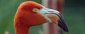 Превью обои фламинго, птица, взгляд, клюв, блики, природа, красный