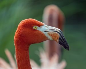 Превью обои фламинго, птица, взгляд, клюв, блики, природа, красный