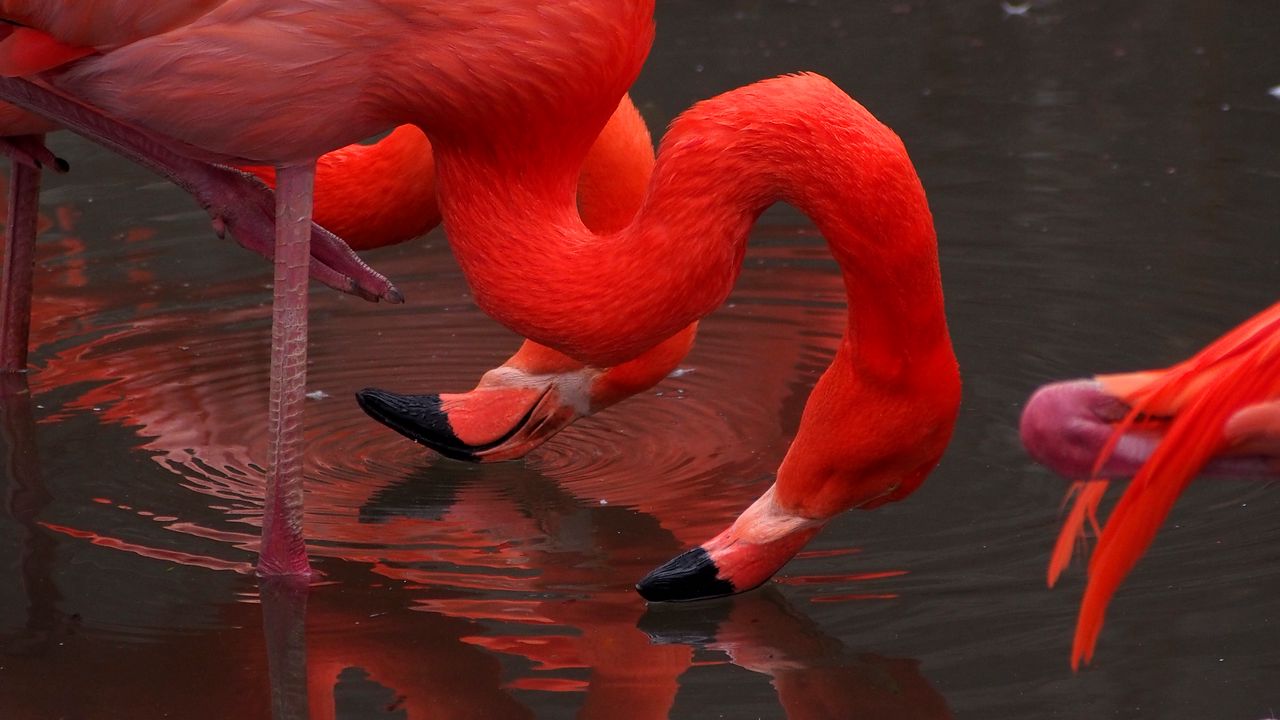Обои фламинго, птицы, красный, вода