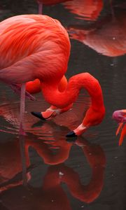 Превью обои фламинго, птицы, красный, вода