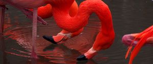Превью обои фламинго, птицы, красный, вода