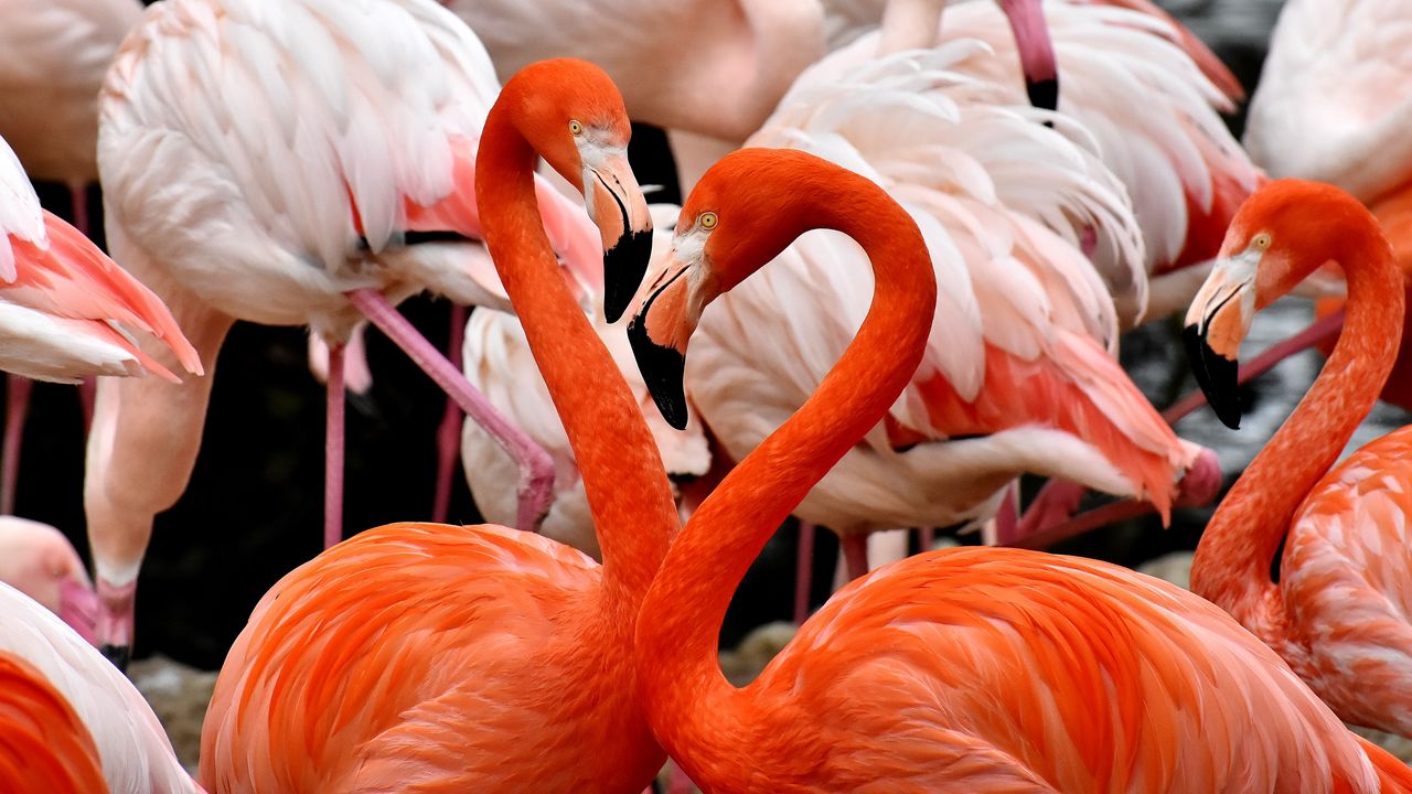 Обои фламинго, птицы, красочный, перья
