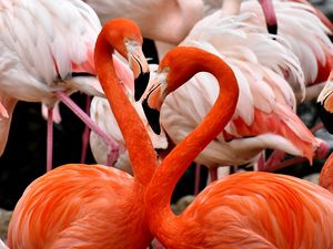 Превью обои фламинго, птицы, красочный, перья