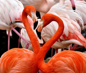 Превью обои фламинго, птицы, красочный, перья