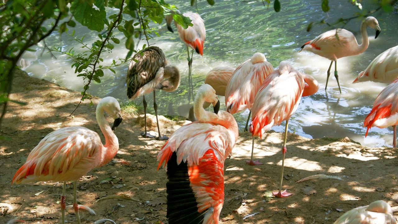 Обои фламинго, птицы, множество, суша, солнечный свет, тенек