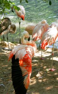 Превью обои фламинго, птицы, множество, суша, солнечный свет, тенек