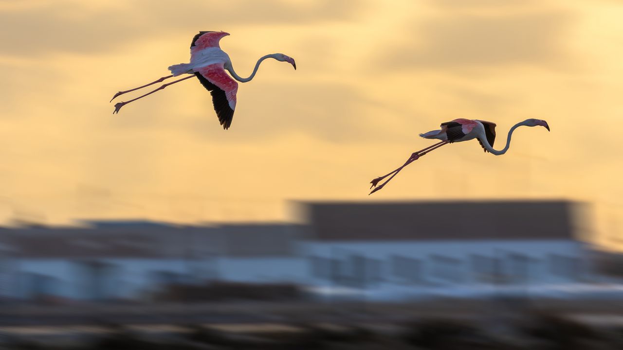 Обои фламинго, птицы, полет, размытие