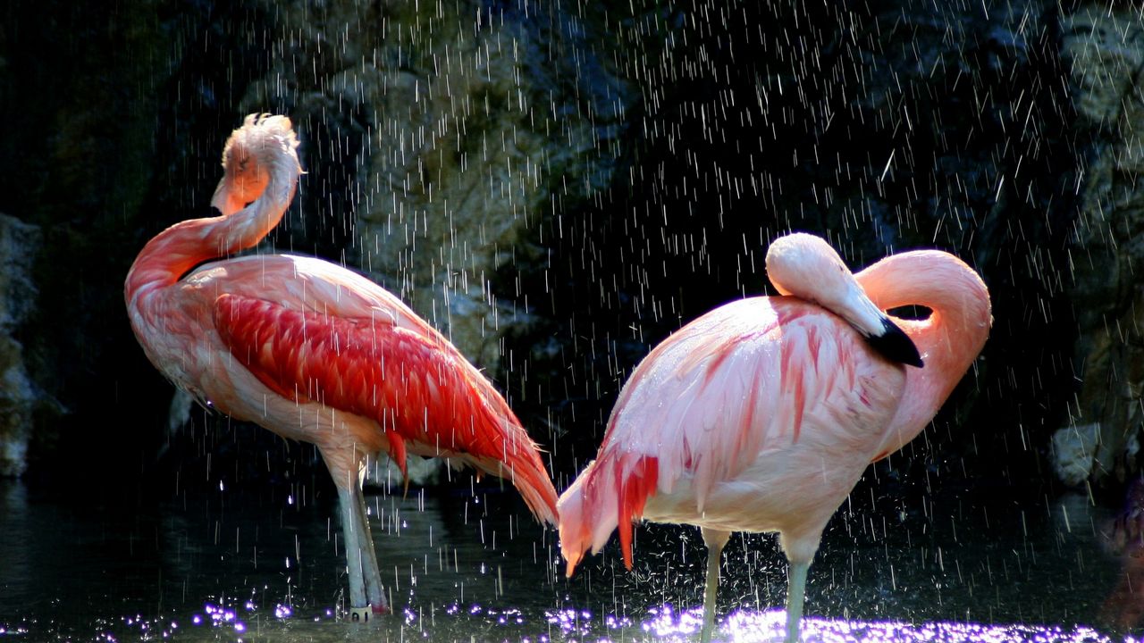 Обои фламинго, птицы, вода, капли