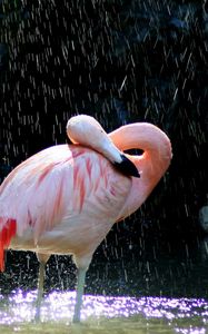 Превью обои фламинго, птицы, вода, капли