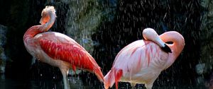 Превью обои фламинго, птицы, вода, капли