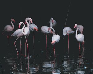 Превью обои фламинго, птицы, водоем, отражение