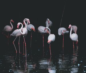 Превью обои фламинго, птицы, водоем, отражение