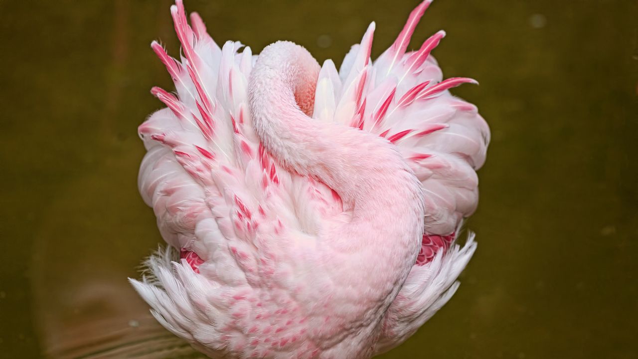 Обои фламинго, розовый, сон, птица