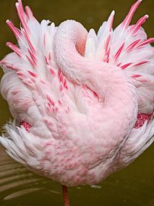 Превью обои фламинго, розовый, сон, птица